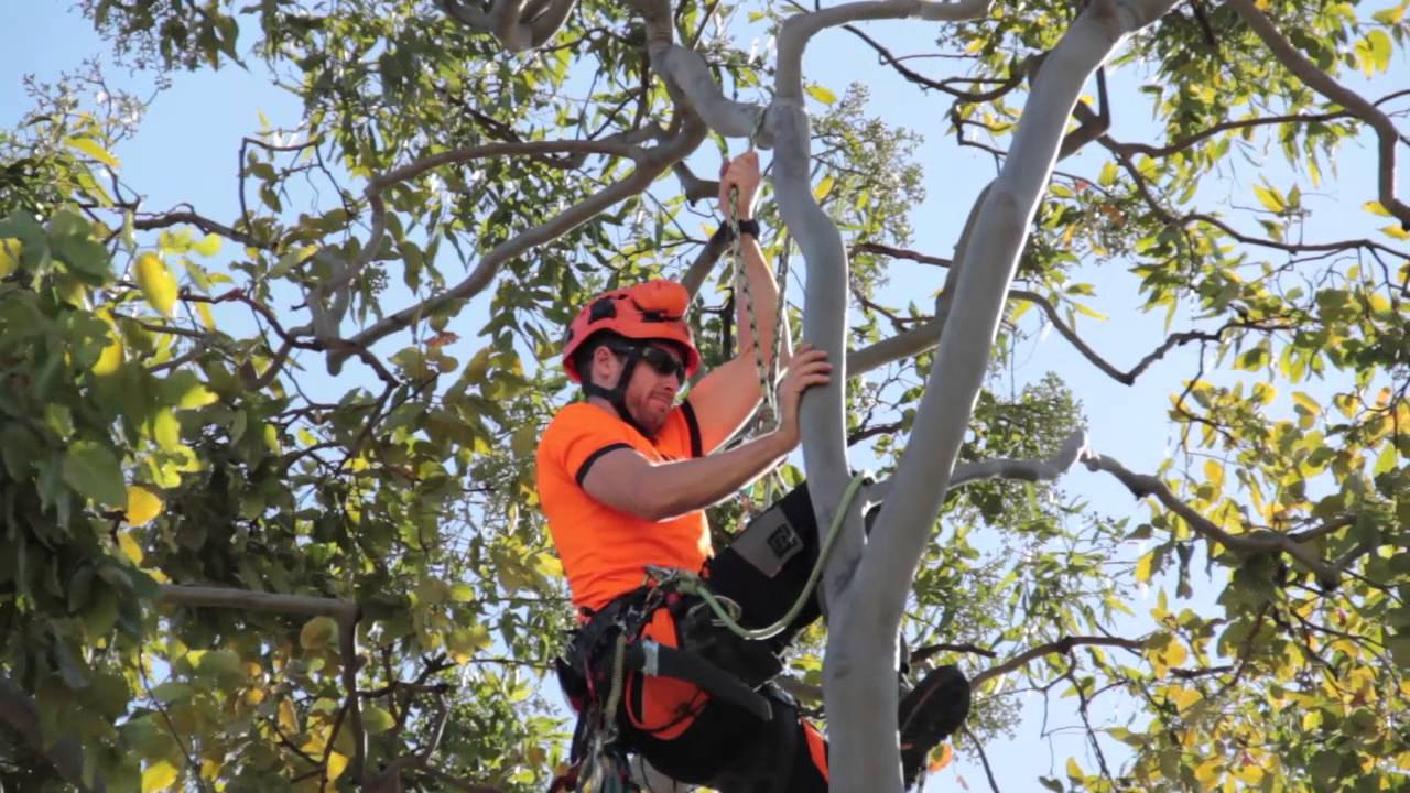 Arborist in Brrisbane