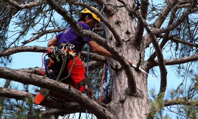 arborist in Brisbane