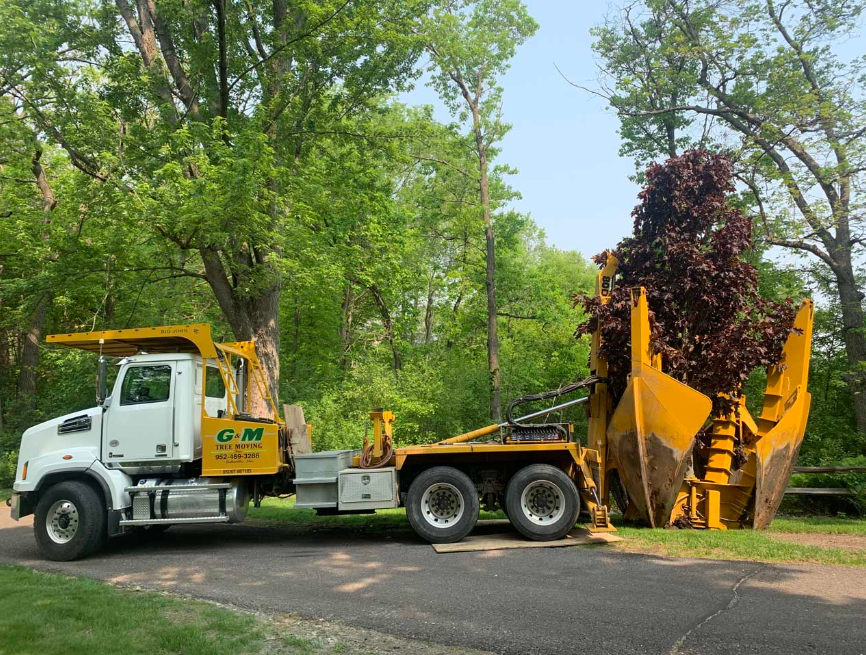 tree relocation in Brisbane